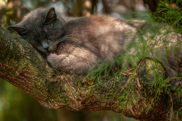 Naklejka na ściany i meble Schlafende Katze in Baum