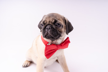 Fototapeta premium Funny pug puppy on a white background. Empty space for text. Pug resting