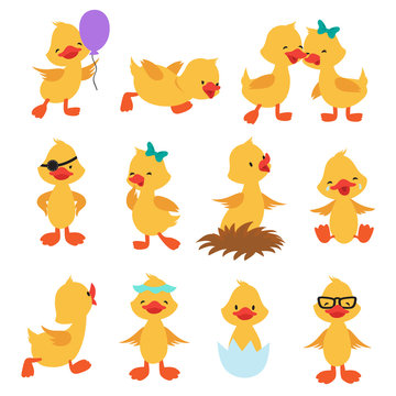 Cartoon cute ducks. Little baby yellow chick vector isolated characters