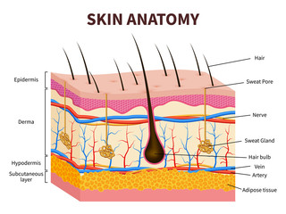 Human skin. Layered epidermis with hair follicle, sweat and sebaceous glands. Healthy skin anatomy medical vector illustration - obrazy, fototapety, plakaty