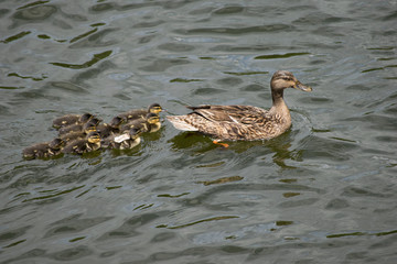 Mother duck and kids