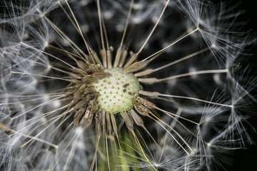 extreme close-up on a dandelion