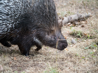 Large Porcupine Animal