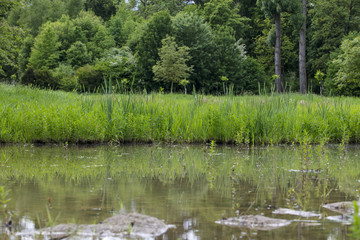 Fototapeta na wymiar a small pond in the park