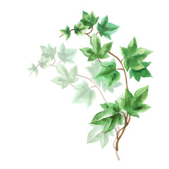 Ivy green branches watercolor in hand drawn sketch style as design element isolated on white background 