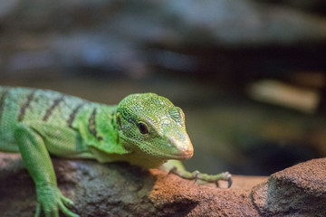 lizard posing