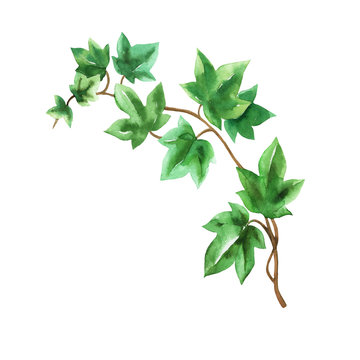 Ivy green branch watercolor in hand drawn sketch style as design element isolated on white background