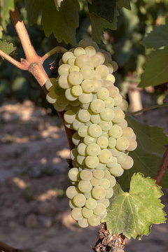 Green grapes on the vine August 2018
