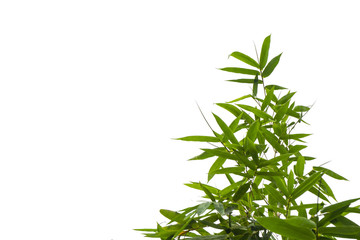 green bamboo leaf , green tropical foliage texture isolated on white background of file with Clipping Path .