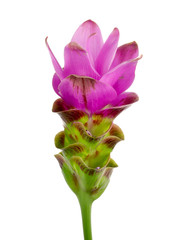 Fototapeta na wymiar Purple and green wilting flower isolated on a white background