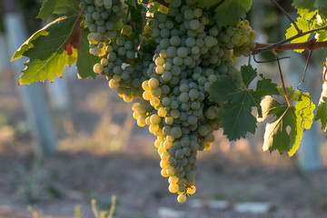Pedro Ximenez