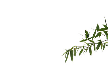 green bamboo leaf , green tropical foliage texture isolated on white background of file with Clipping Path .