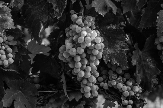 Pedro Ximenez