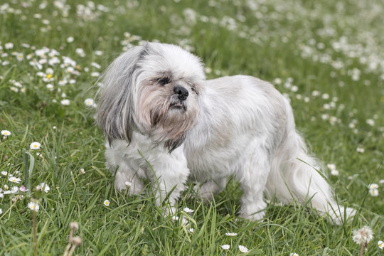 Shih Tzu Dog On The Grass