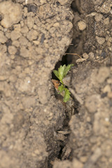 a small plant grows out of a crack in the ground