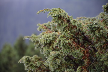 Beautiful lush spruce in the Carpathians