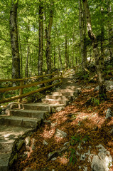Stone stairs going up in the forest