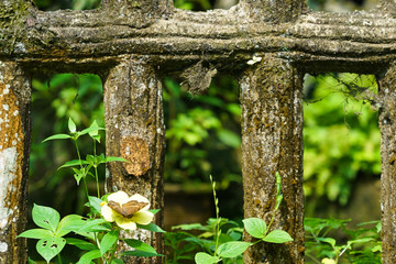 Butterfly in a lovely garden