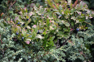 Beautiful lush spruce in the Carpathians