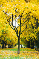 autumn landscape in a Park in Moscow