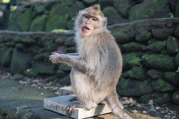 Ubud Sacred Monkey Forest