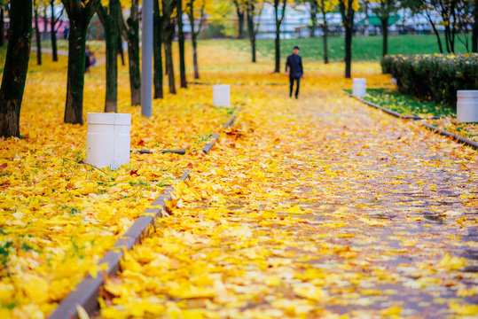 autumn landscape in a Park in Moscow