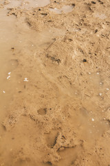Mud in a mangrove forst in malaysia
