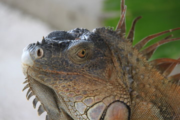 Leguan Echse Costa Rica Close up wild lebend braun Reptil Portrait