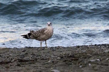 Common seagull (Larus canus) looking on camera