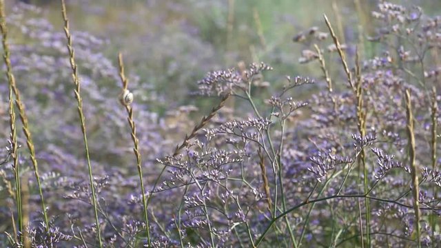 Field violet flowers stagger from the wind