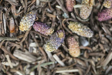 mulch for flowers from withered plants, close up