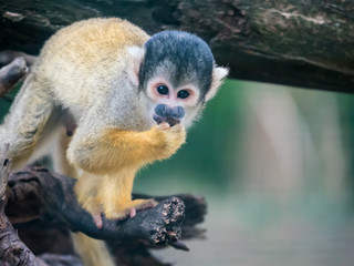 Black-capped squirrel monkey