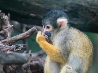 Naklejka premium Black-capped squirrel monkey