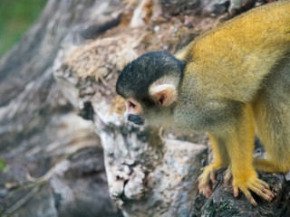 Black-capped squirrel monkey