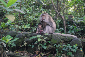 Ubud Sacred Monkey Forest