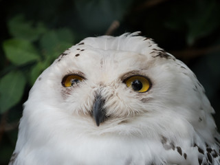 Snowy Owl Bird