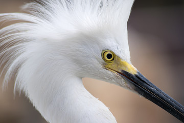 White bird close up