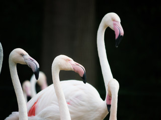 Naklejka premium Group of pink Flamingos