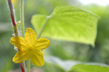 Male cucumber flower, Cucumis sativus, Central of Thailand