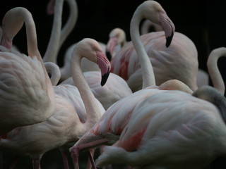 Naklejka premium Group of pink Flamingos