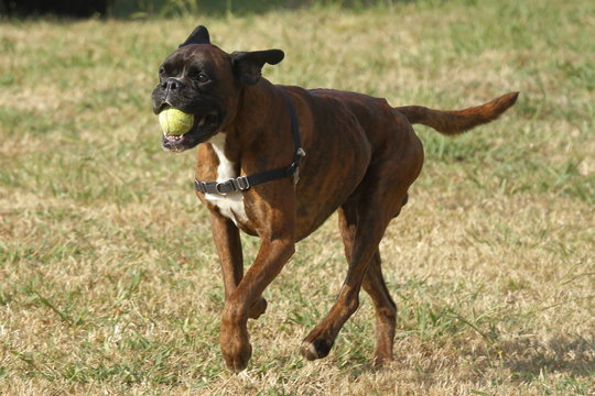 Perro boxer corriendo con una pelota de tenis en la boca