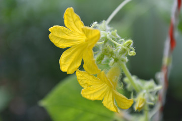 Male cucumber flower, Cucumis sativus, Central of Thailand