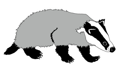 Dachs, Dachse, Vektor, europäischer Dachs, meles meles, badger, grimbart, schwarz, weiß, grau, Natur, Wald, isoliert © Uwe