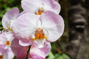 Naklejka na ściany i meble Beautiful pink orchid branch variety Phalaenopsis Sanderiana