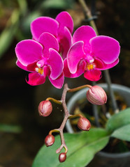 Beautiful orchid branch on abstract blurred background