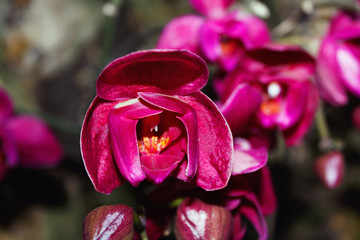 Beautiful pink orchid branch variety Phalaenopsis
