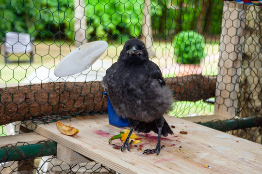 Handaufzucht einer aus dem Nest gefallenen Rabenkr&auml;he  