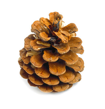 Old brown pinecone isolated on background