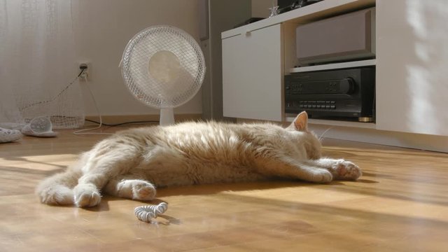 Cat Sleeping In Front Of A Fan On A Wooden Floor In A War Summer Day.