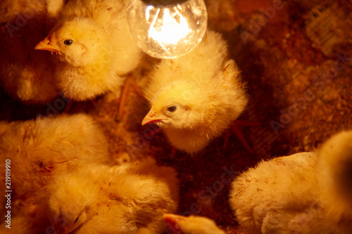 Small Yellow Chickens Are Heated Under A Light Bulb Little Chickens